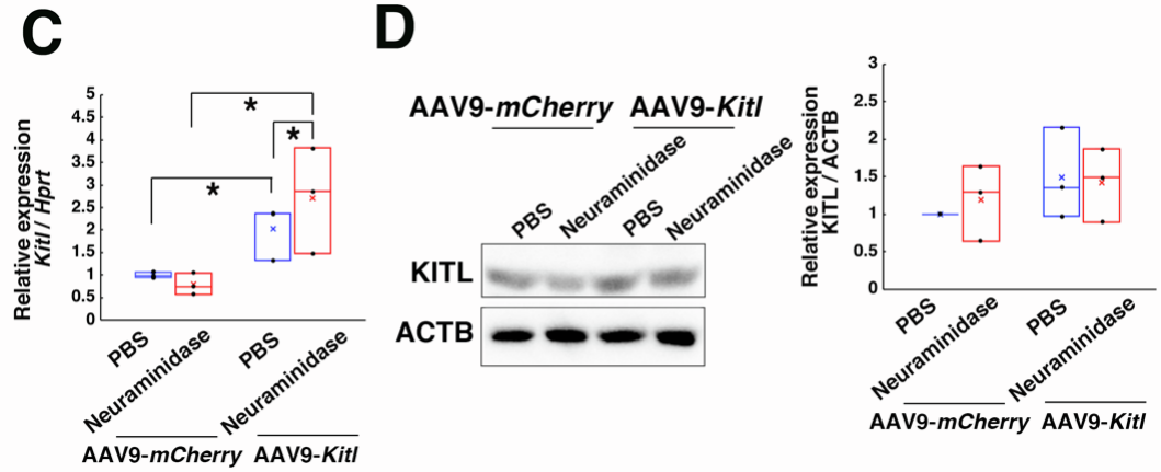 【AAV在卵巢中的应用】AAV介导的卵巢靶向基因递送能够恢复先天性不孕小鼠的生育能力