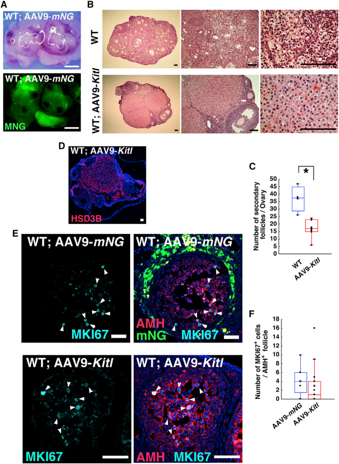 【AAV在卵巢中的应用】AAV介导的卵巢靶向基因递送能够恢复先天性不孕小鼠的生育能力