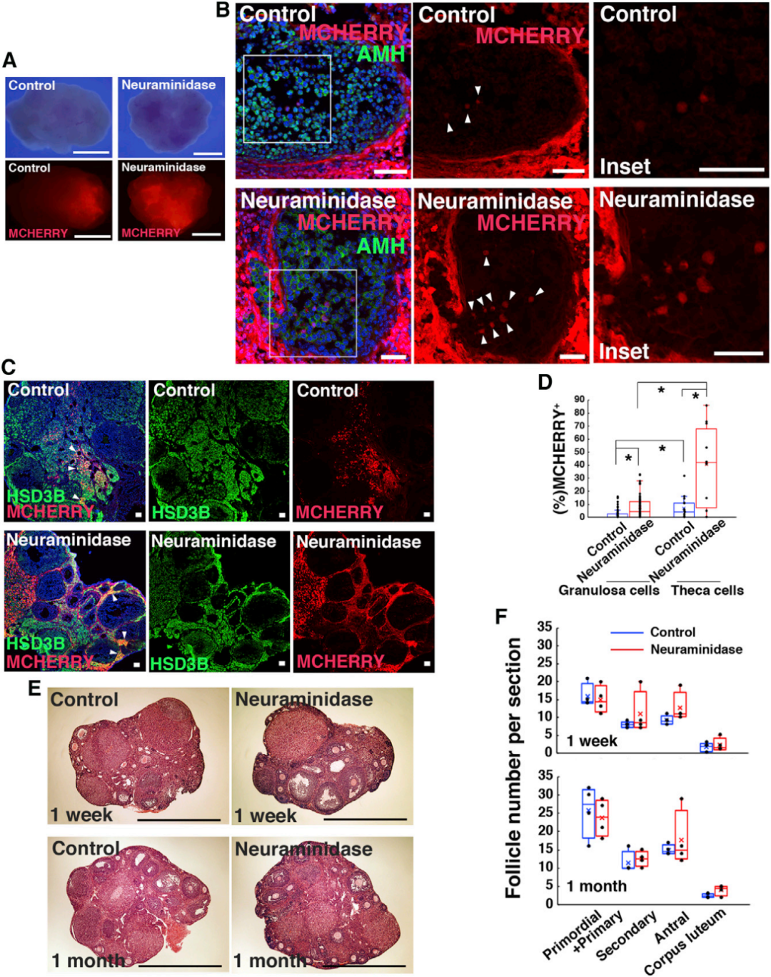 【AAV在卵巢中的应用】AAV介导的卵巢靶向基因递送能够恢复先天性不孕小鼠的生育能力