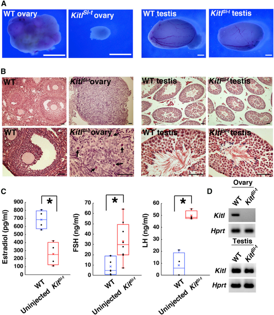 【AAV在卵巢中的应用】AAV介导的卵巢靶向基因递送能够恢复先天性不孕小鼠的生育能力