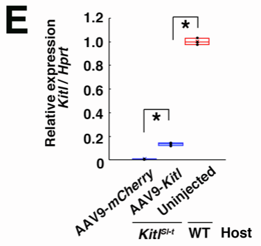 【AAV在卵巢中的应用】AAV介导的卵巢靶向基因递送能够恢复先天性不孕小鼠的生育能力