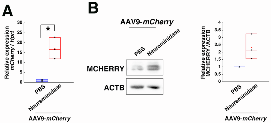 【AAV在卵巢中的应用】AAV介导的卵巢靶向基因递送能够恢复先天性不孕小鼠的生育能力