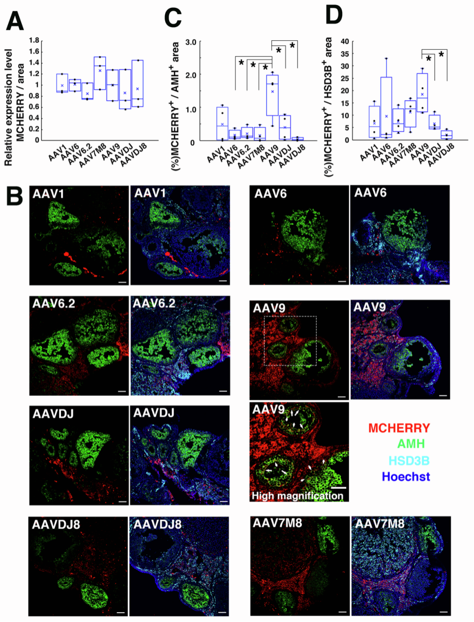 【AAV在卵巢中的应用】AAV介导的卵巢靶向基因递送能够恢复先天性不孕小鼠的生育能力