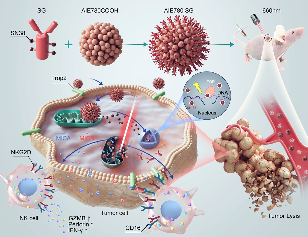 BMG LABTECH多功能酶标仪文献分享,广州及重庆联合科研团队发表在Interdisciplinary Medicine “TROP2‐guided aggregation‐induced emission‐luminogen nanoparticles overcome sacituzumab govitecan resistance via mitochondrial oxidative
