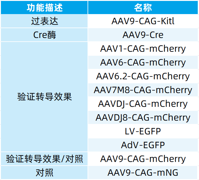 【AAV在卵巢中的应用】AAV介导的卵巢靶向基因递送能够恢复先天性不孕小鼠的生育能力