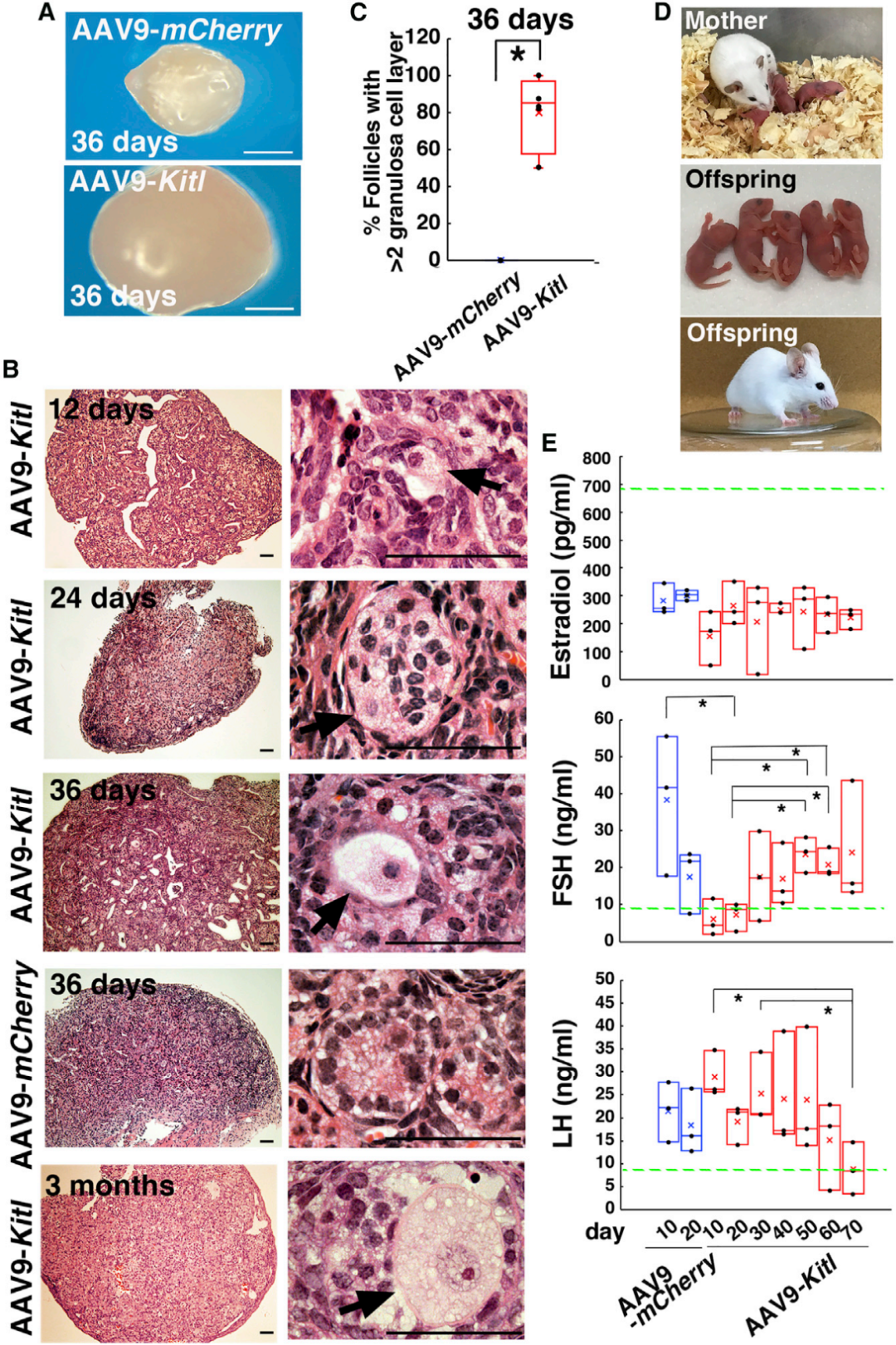 【AAV在卵巢中的应用】AAV介导的卵巢靶向基因递送能够恢复先天性不孕小鼠的生育能力