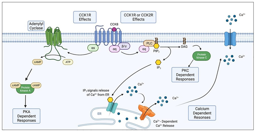 破解疼痛与癌症的关联密码:CCK2受体探秘