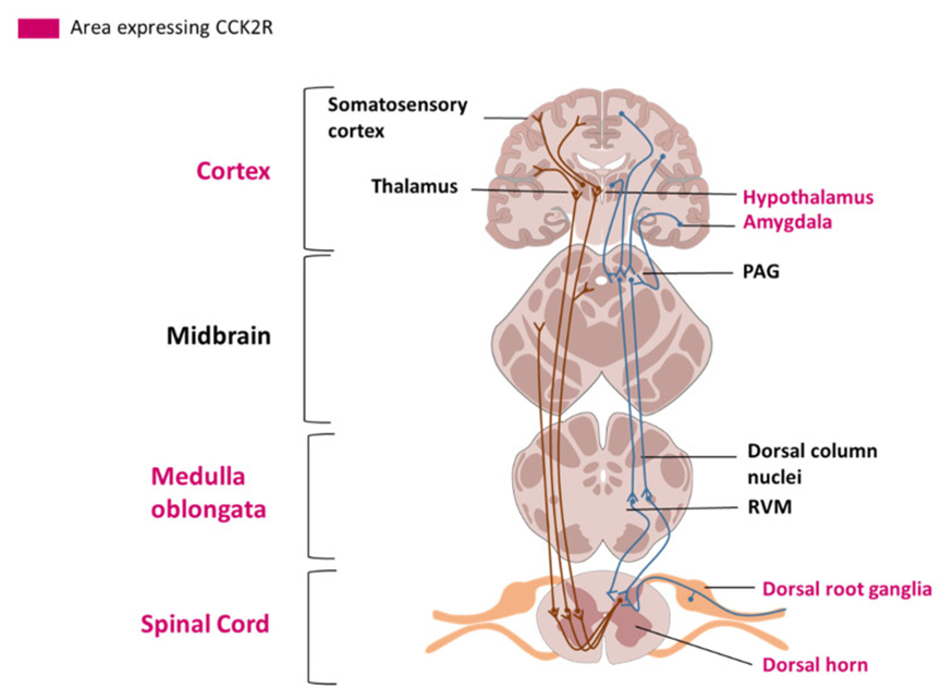 破解疼痛与癌症的关联密码:CCK2受体探秘