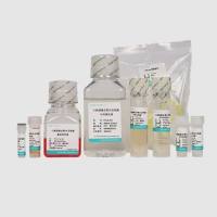 大鼠骨髓单核细胞分离培养试剂盒