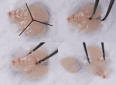 大鼠皮层神经元细胞的分离与培养流程，助力您的神经科学研究