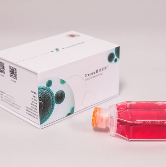 Dog Umbilical Cord Mesenchymal Stem Cells