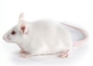 国内首家!IPHASE NOD SCID小鼠肝微粒体助力药物代谢研究