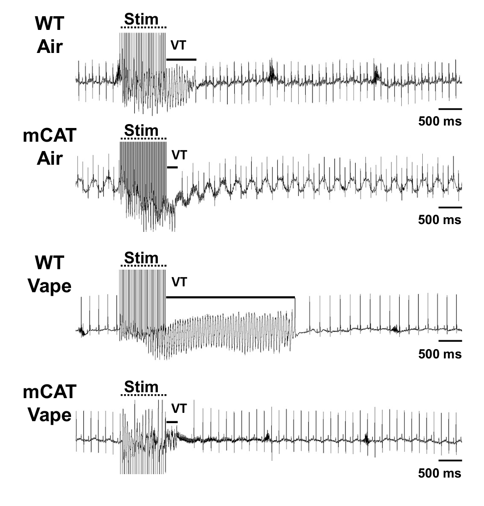 MED64平面微电极矩阵记录系统文章分享,南加州大学科研团队发表名为Oxidative stress mediates cardiac electrophysiological injury in inhalation exposure to flavored vaping products报告