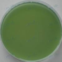 酪蛋白琼脂平板 90mm×20个  用于鉴别蜡样芽孢杆菌分解酪蛋白试验（GB/T4789.14）