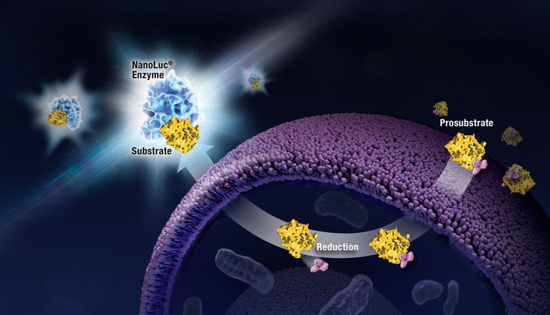 新品 | 传统免疫沉淀效率低？高效捕获+温和洗脱，IP实验一步到位！
