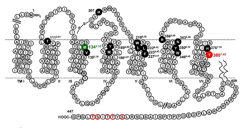 破解疼痛与癌症的关联密码：CCK2受体探秘