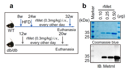 AtaGenix定制rMet蛋白助力贵州医科大学糖尿病β细胞研究