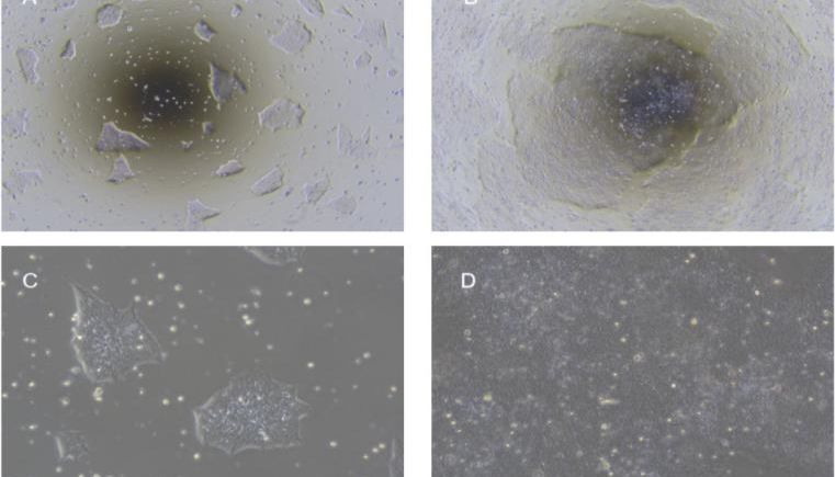 H1胚胎干细胞培养攻略