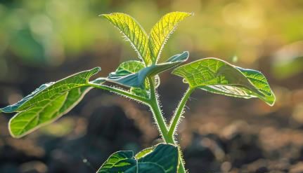 植物样品重金属检测，守护植物安全