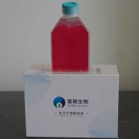 HNE1 (鼻咽癌细胞)