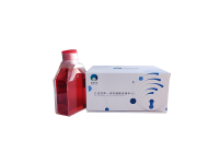 人颈动脉血管平滑肌细胞