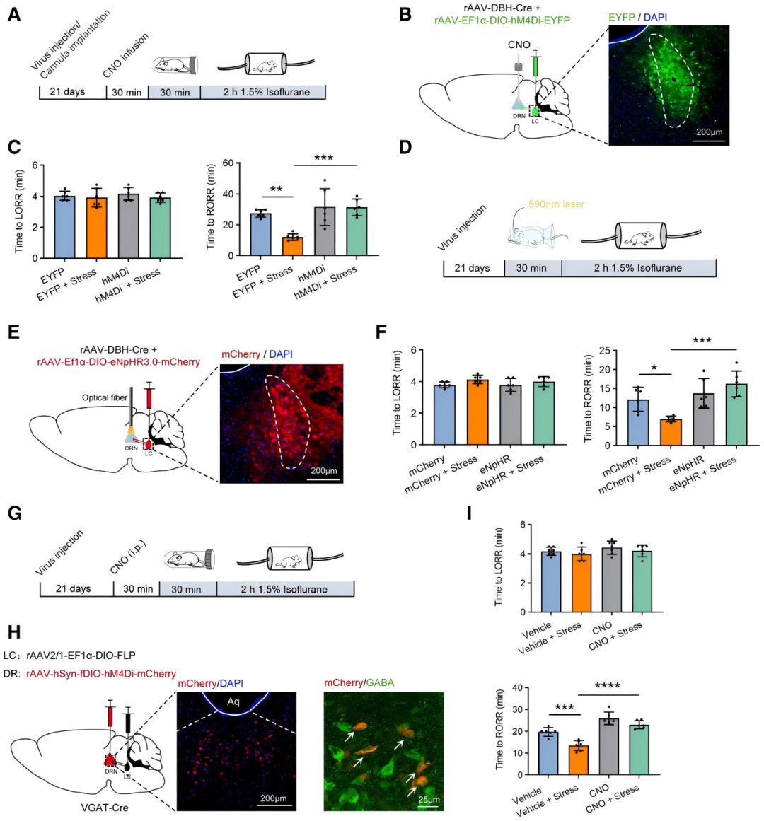 【客户文章】徐州医科大学吴坤伟/曹君利教授团队揭示急性应激调控麻醉苏醒的神经环路和受体机制
