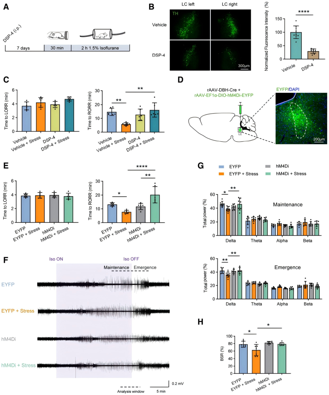 【客户文章】徐州医科大学吴坤伟/曹君利教授团队揭示急性应激调控麻醉苏醒的神经环路和受体机制