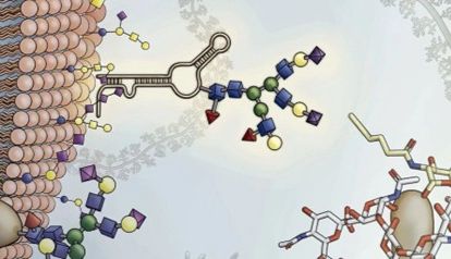 一文梳理糖基化RNA研究领域的演进，顶刊成果全回顾