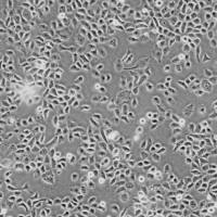 HBE135-E6E7细胞株