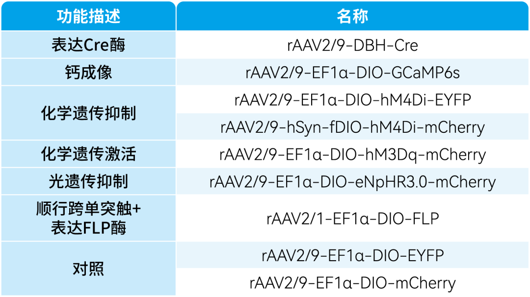 【客户文章】徐州医科大学吴坤伟/曹君利教授团队揭示急性应激调控麻醉苏醒的神经环路和受体机制