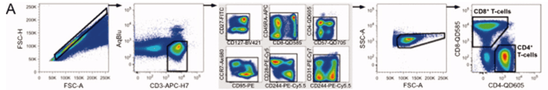 OMIP-013：13色Panel解析人T细胞分化状态
