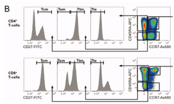 OMIP-013：13色Panel解析人T细胞分化状态