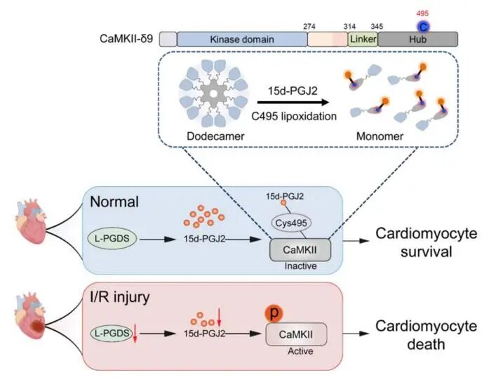 IF=35.6丨心脏缺血/再灌注损伤防治的新靶点: L-PGDS