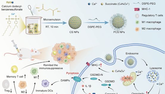 【IF 26.8】突破肿瘤免疫治疗瓶颈！钙基纳米材料诱导焦亡新策略登顶