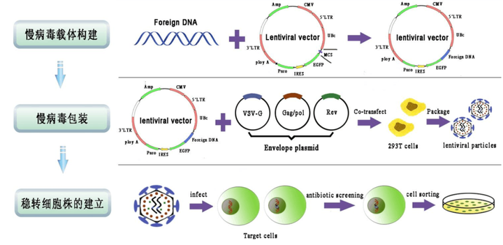 过表达和敲除一个基因，作用一定是相反的吗？