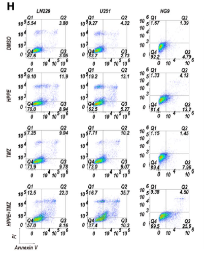 ApogeeFlow纳米流式仪文章分享,哈尔滨医大珠海人民医院科研团队发表在Apoptosis 上Targeting BACH1 by HPPE inhibits the Wnt/β-catenin pathway and malignant phenotype in glioblastoma cells报告