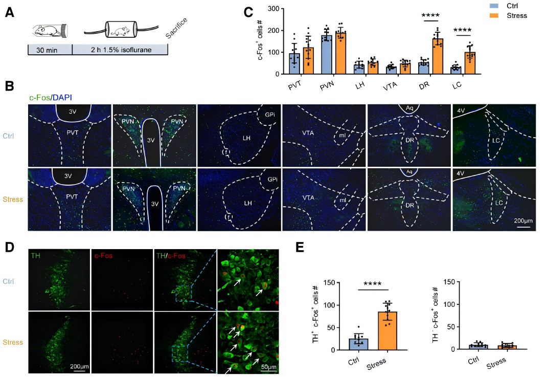 【客户文章】徐州医科大学吴坤伟/曹君利教授团队揭示急性应激调控麻醉苏醒的神经环路和受体机制