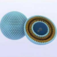 CD44介导的协同增效 透明质酸(HA)修饰脂质体共递送阿霉素与光敏剂克服肿瘤耐药