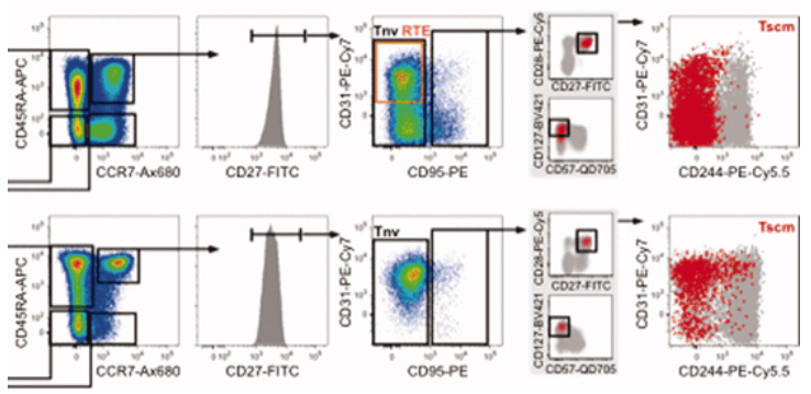 OMIP-013：13色Panel解析人T细胞分化状态