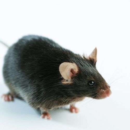 dio国产饲料喂养6-12周