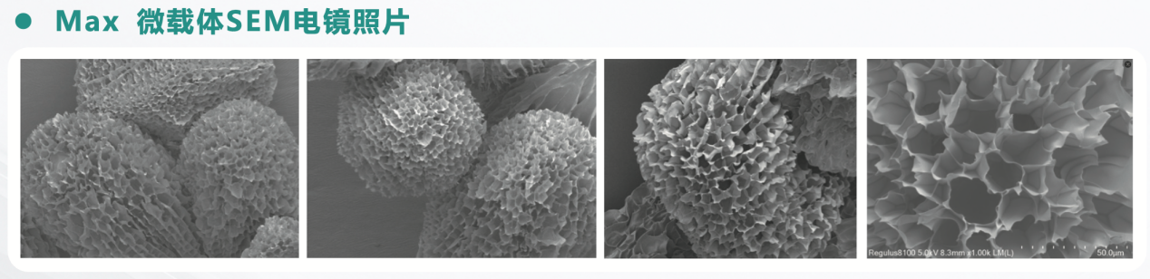 百亿细胞，一“载”之功：3D微载体如何引爆干细胞产业革命？