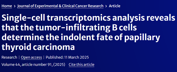Tissue Cytometry技术助力单细胞层面验证：深度解析TIL-B细胞调控PTC惰性表型的关键机制