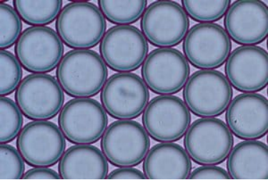 【点成干货】微流体应用说明之藻酸盐微球生产简介