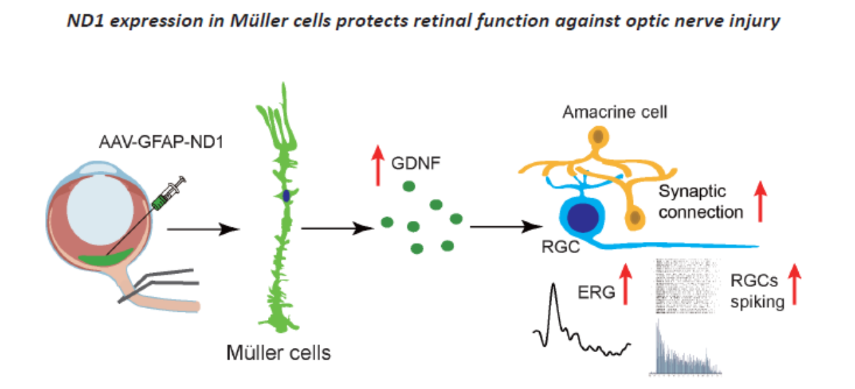MED64平面微电极矩阵记录系统文章分享,粤港澳中枢神经再生研究院科研团队发表在 NEURAL REGENERATION RESEARCH名为Overexpressing neurogenic differentiation factor 1 in Müller cells improves retinal function after optic nerve crush injury in ad