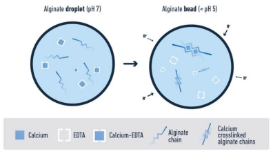 【点成干货】微流体应用说明之藻酸盐微球生产简介