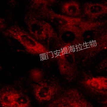 hPSC诱导肝实质细胞