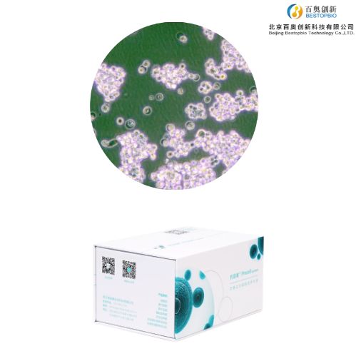 NCI-H524（人小细胞肺癌细胞）