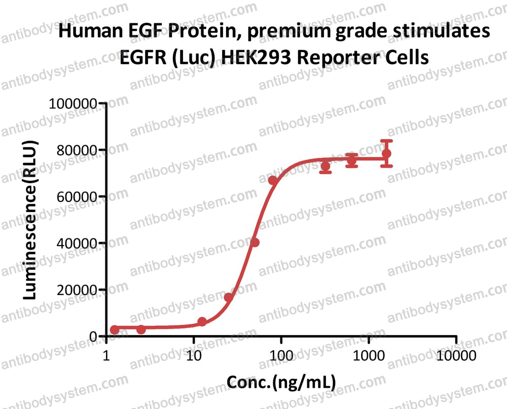 佰乐博活性蛋白系列产品——神经干细胞相关研究热门靶点Epidermal Growth Factor, EGF表皮生长因子活性蛋白现货