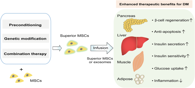 佰乐博活性蛋白系列产品——神经干细胞相关研究热门靶点Insulin胰岛素活性蛋白现货