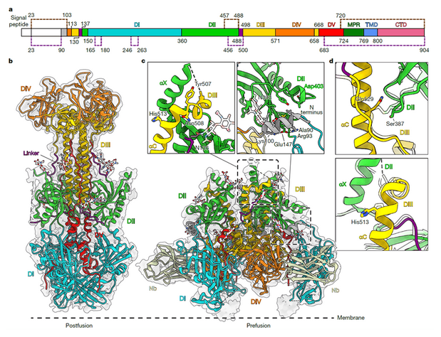 纳米抗体Nb1_gbHSV靶向疱疹病毒gB融合前构象：中和机制与结构解析